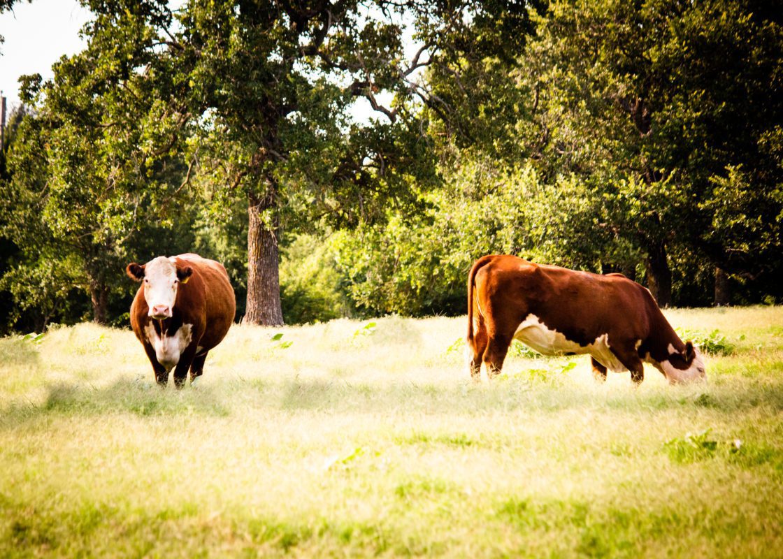 Texas Beef cattle on the ranch grazing