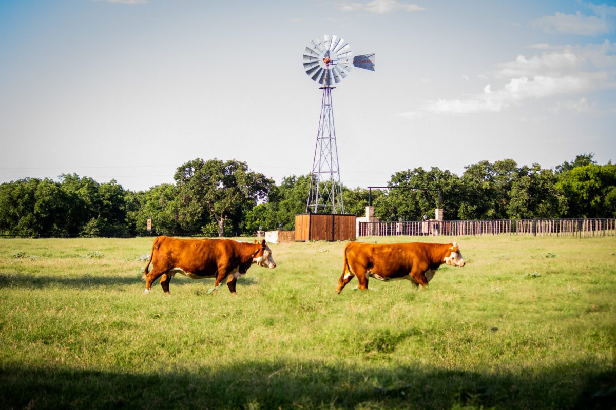 Cattle walking across the Texas Beef ranch